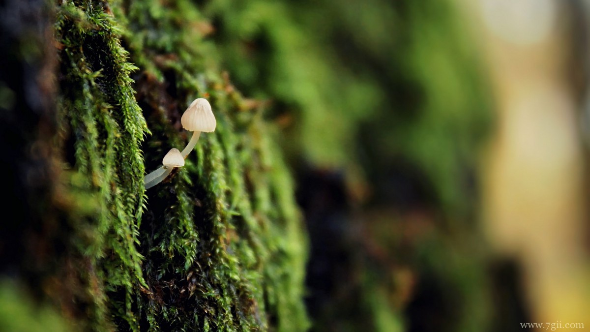 森林里的野生蘑菇图片