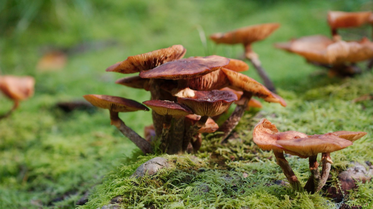 森林里的野生蘑菇图片