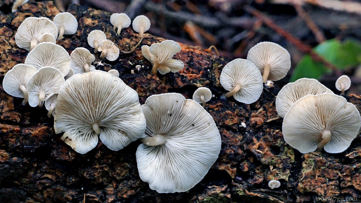 森林里的野生蘑菇图片