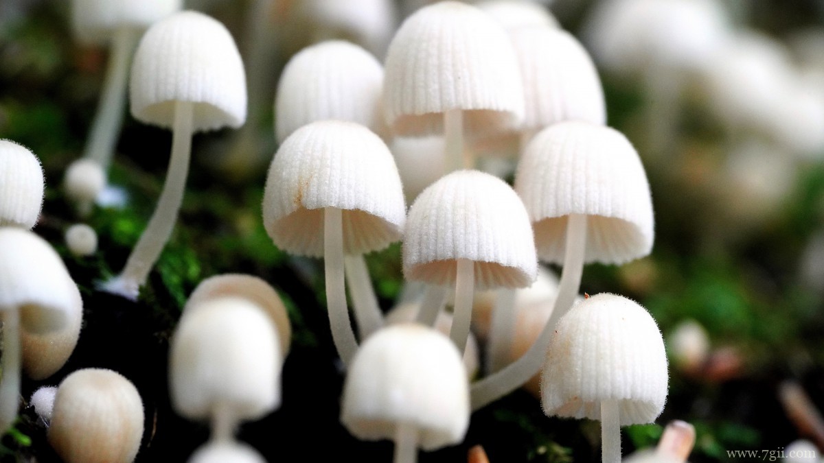 森林里的野生蘑菇图片