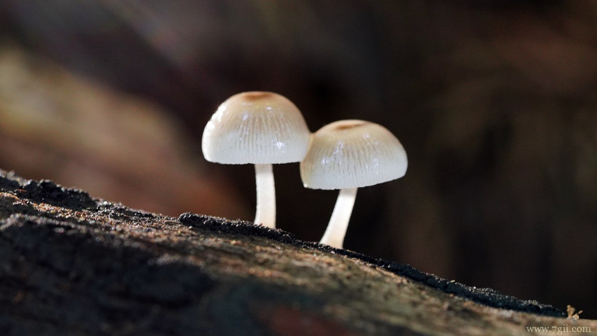 森林里的野生蘑菇图片