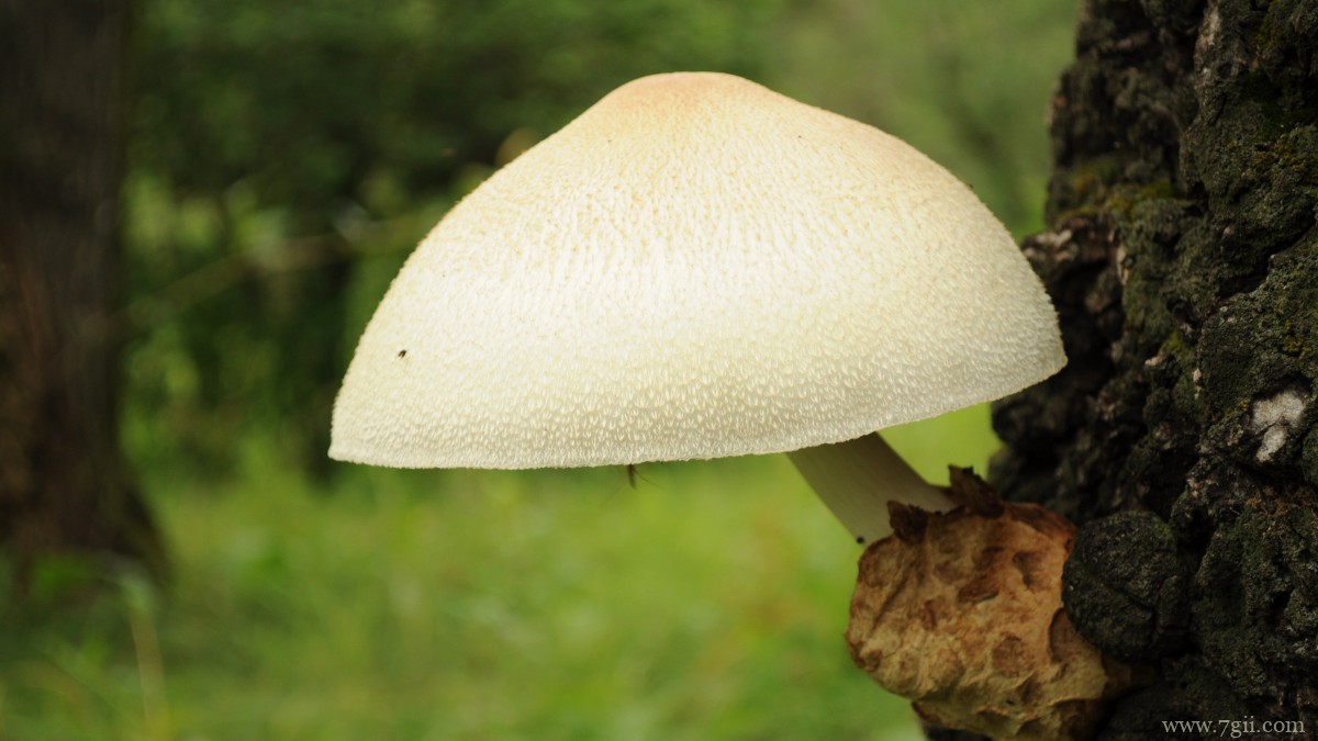 森林里的野生蘑菇图片