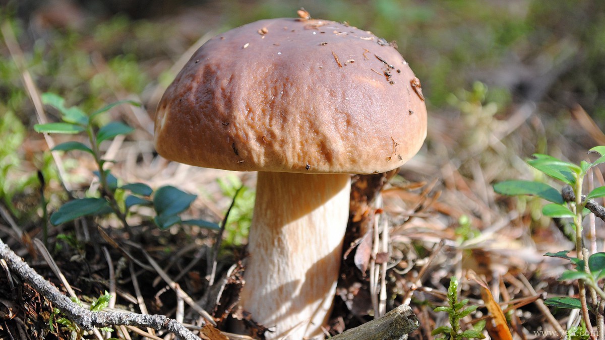 森林里的野生蘑菇图片