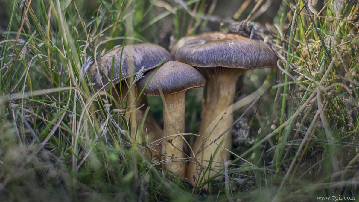 森林里的野生蘑菇图片