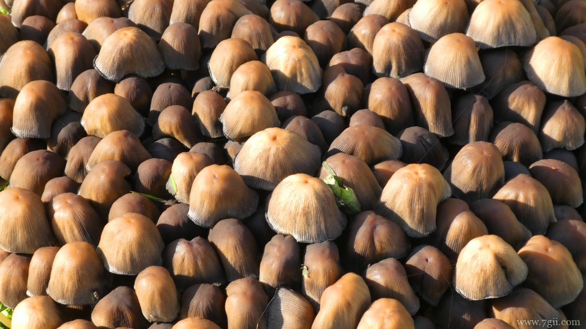 森林里的野生蘑菇图片