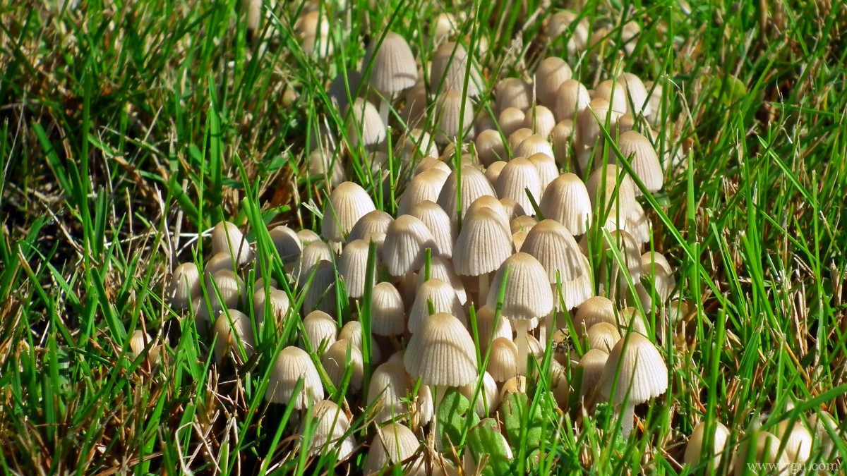 森林里的野生蘑菇图片