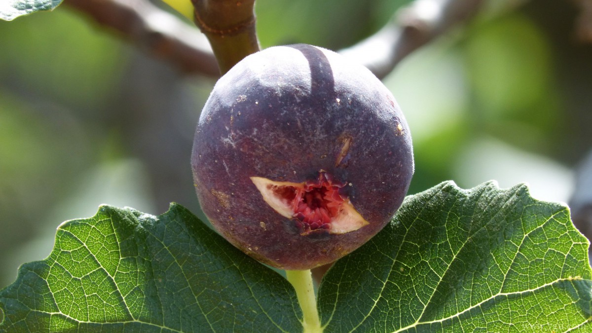 好吃的无花果图片