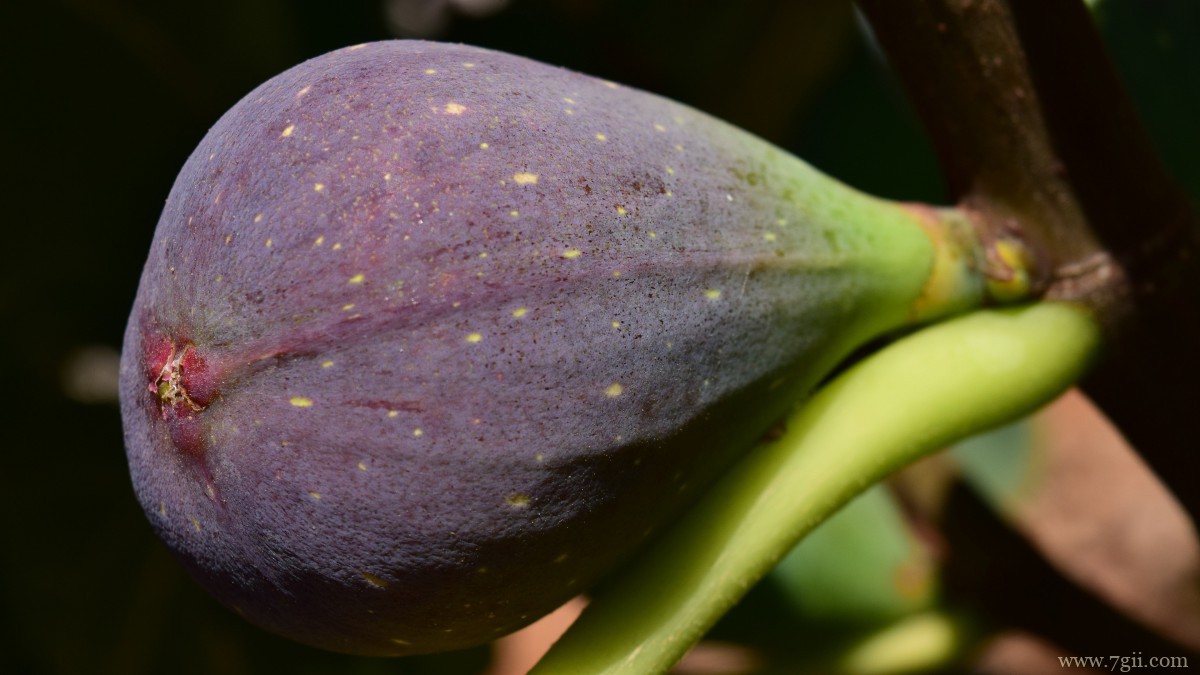 好吃的无花果图片