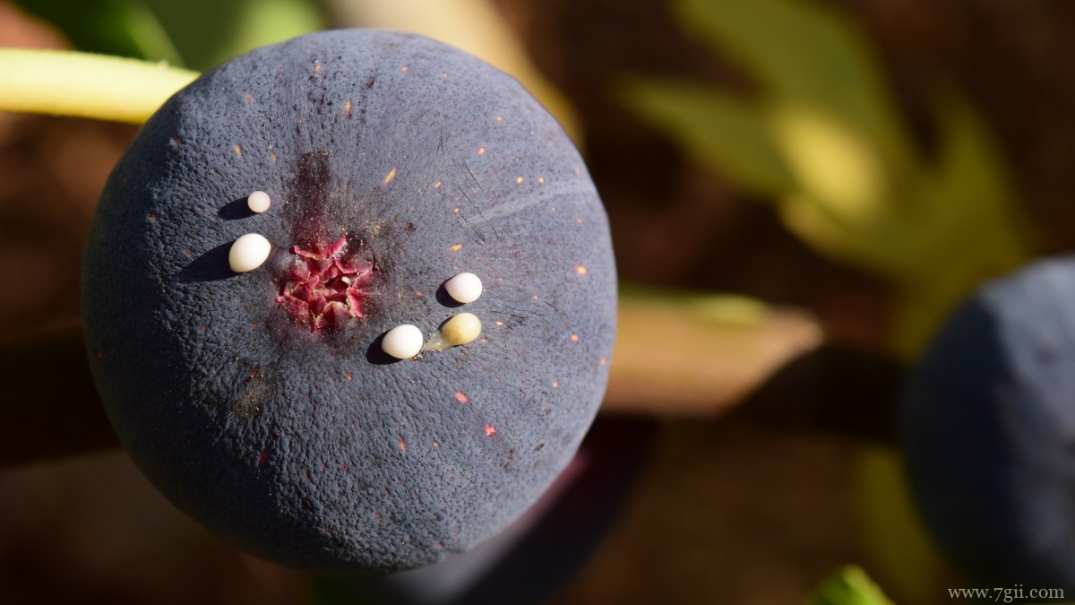 好吃的无花果图片
