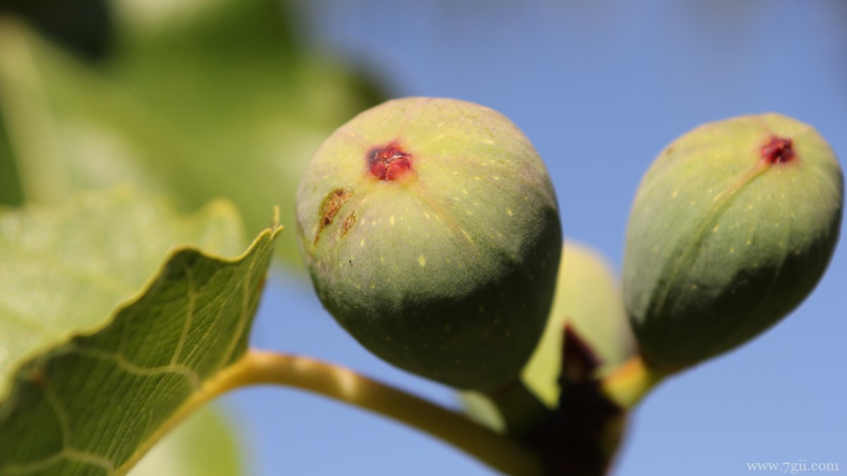 好吃的无花果图片