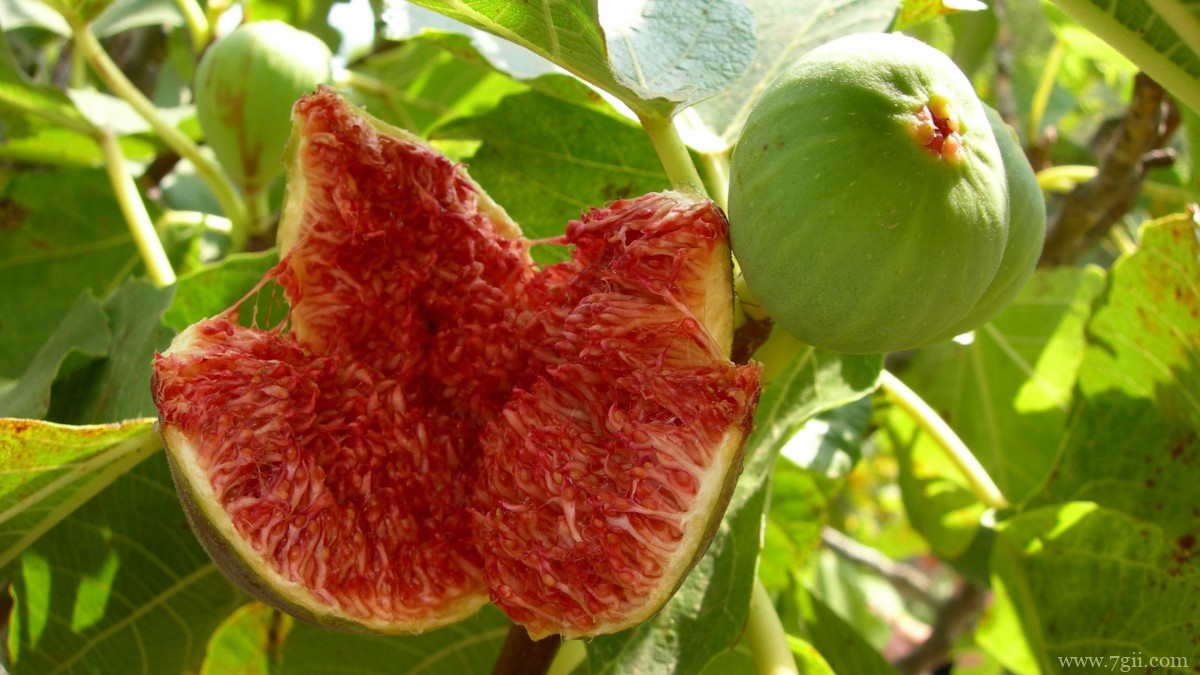 好吃的无花果图片