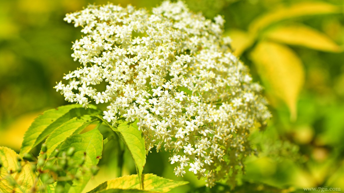 高清白色接骨木花图片