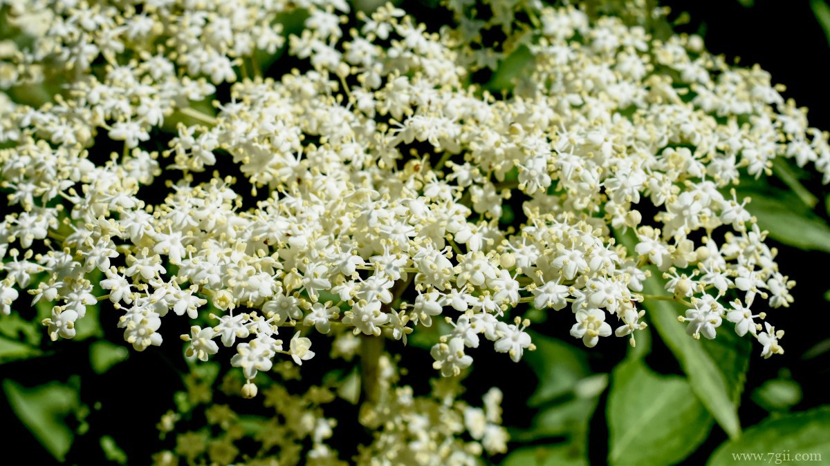 高清白色接骨木花图片