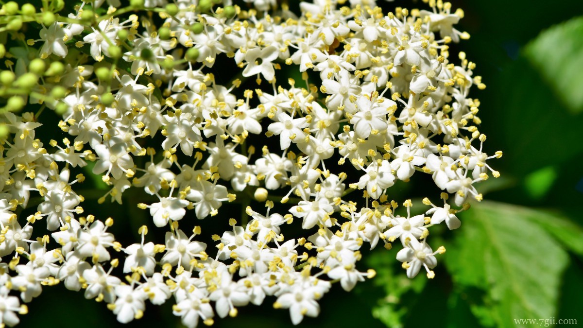 高清白色接骨木花图片