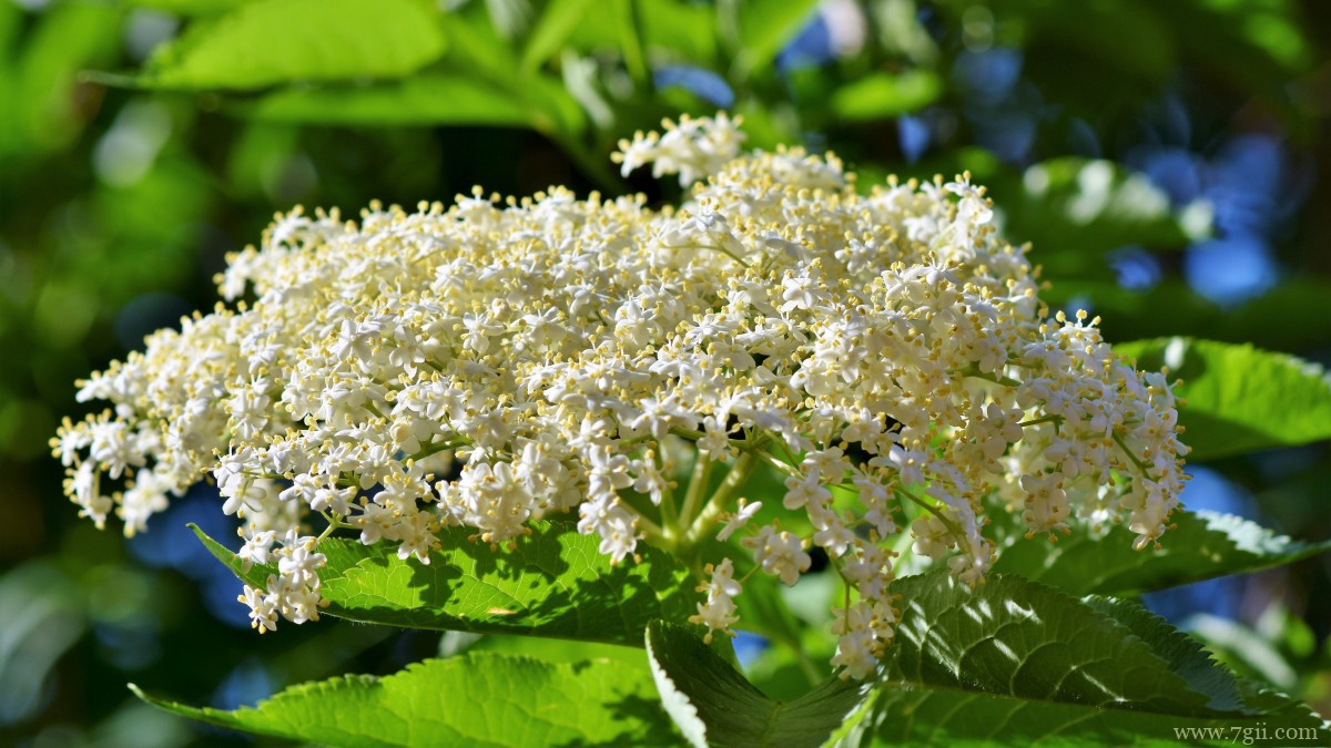 高清白色接骨木花图片