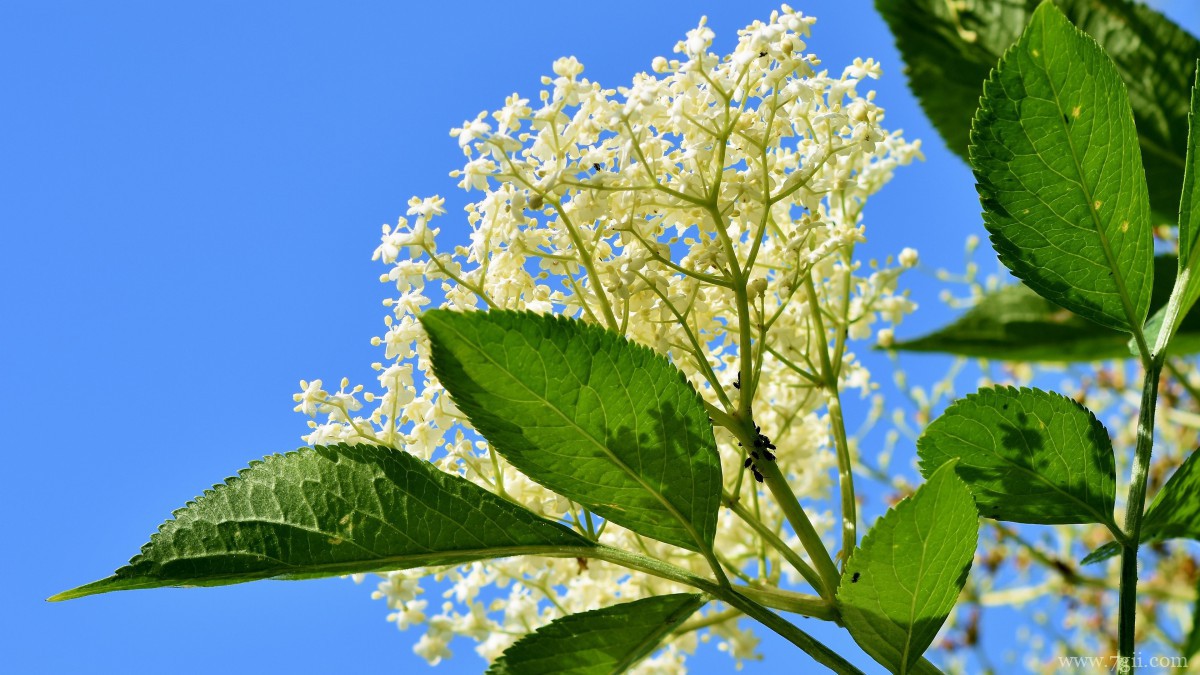 高清白色接骨木花图片