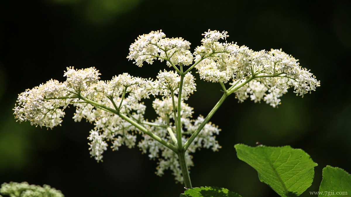 高清白色接骨木花图片