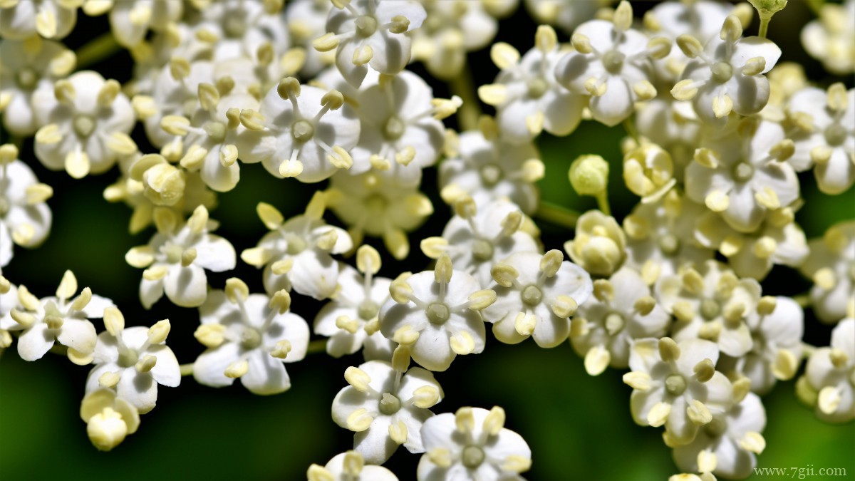 高清白色接骨木花图片