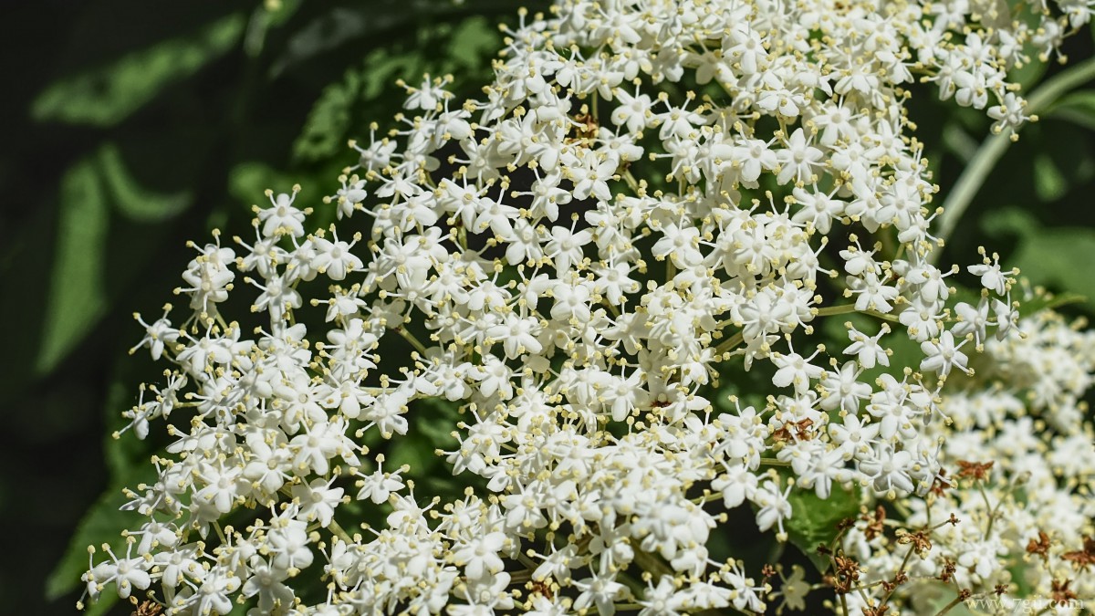 高清白色接骨木花图片
