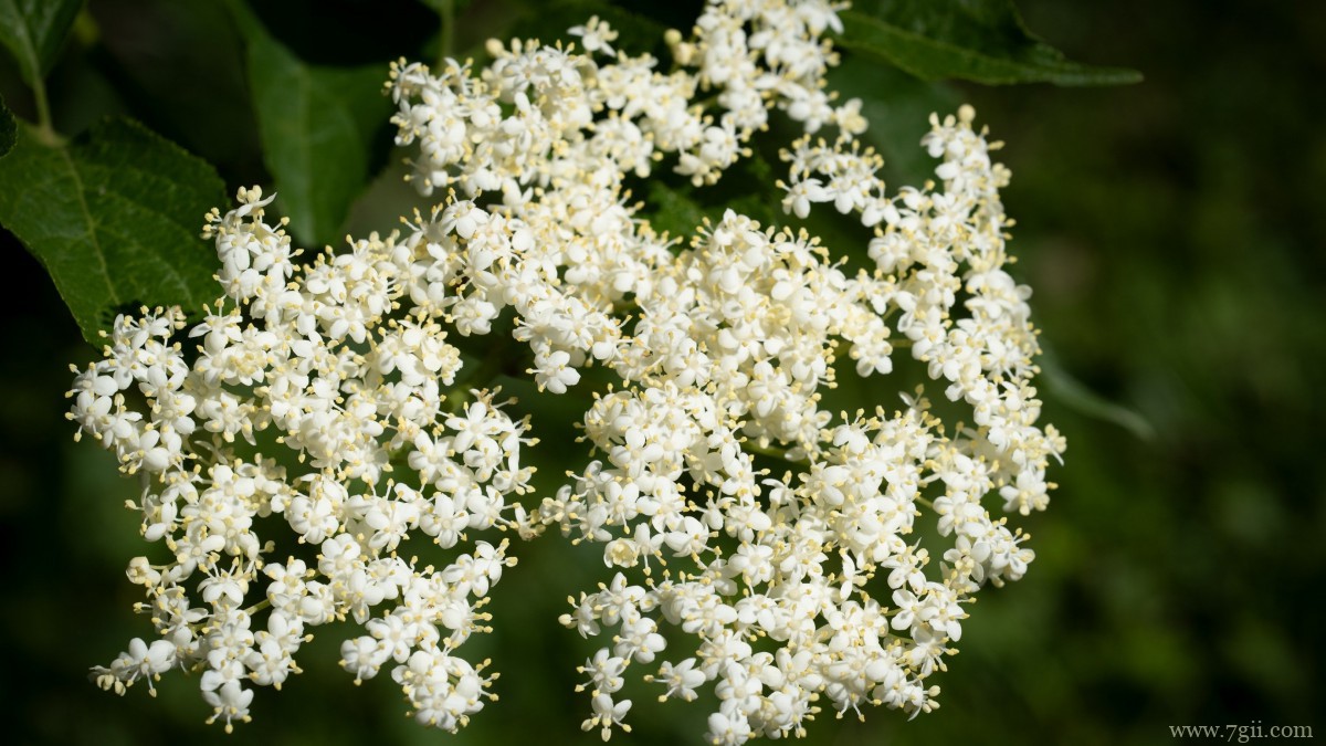 高清白色接骨木花图片