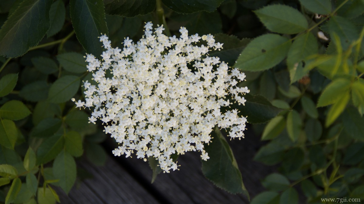 高清白色接骨木花图片