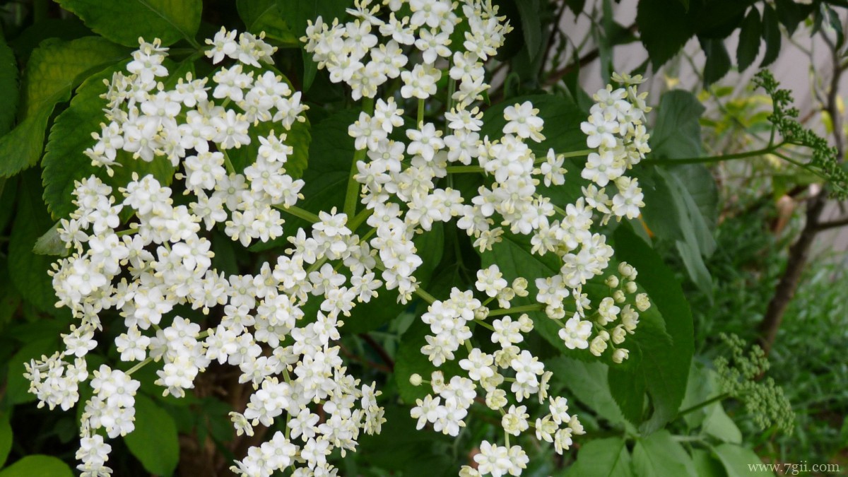 高清白色接骨木花图片