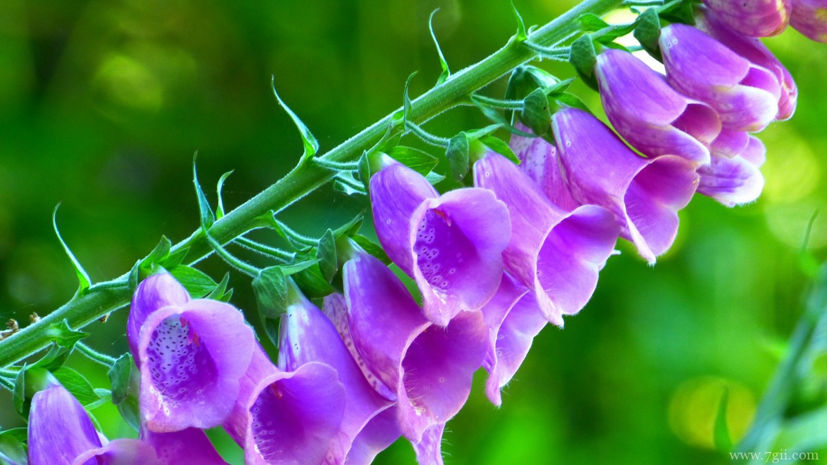 洋地黄图片大全