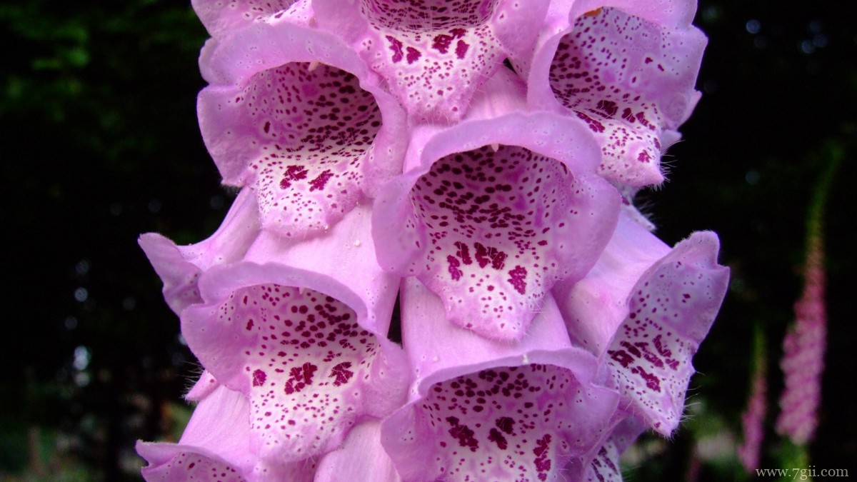 洋地黄图片大全