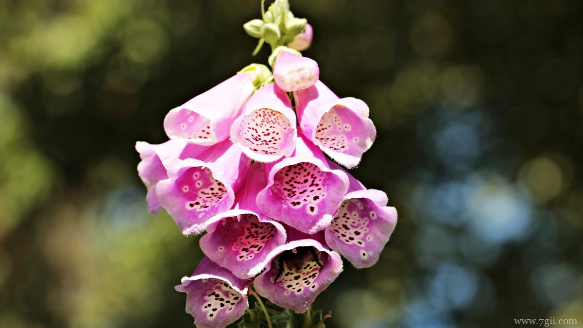 洋地黄图片大全