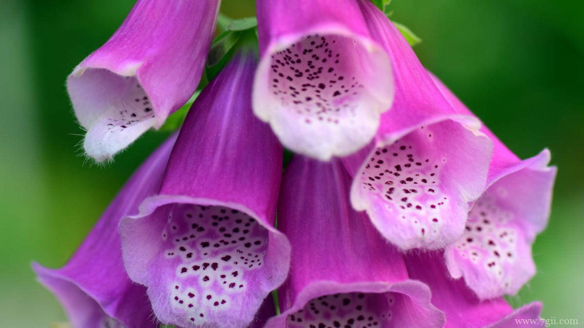 洋地黄图片大全