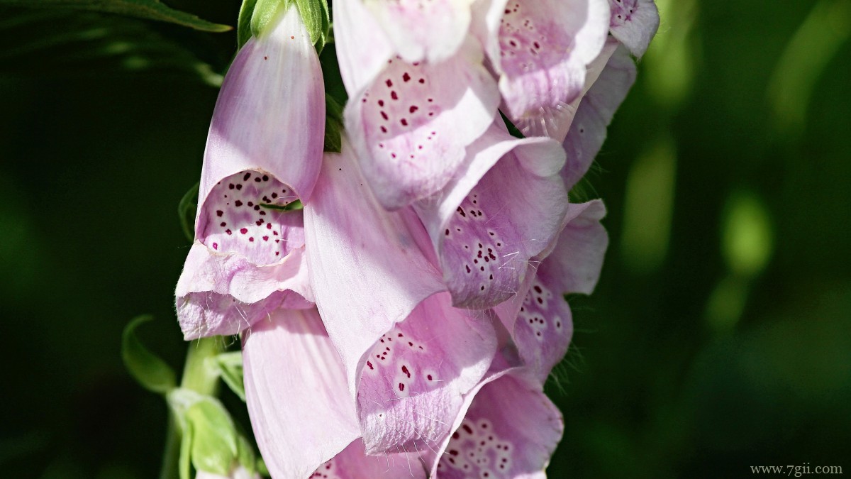 洋地黄图片大全