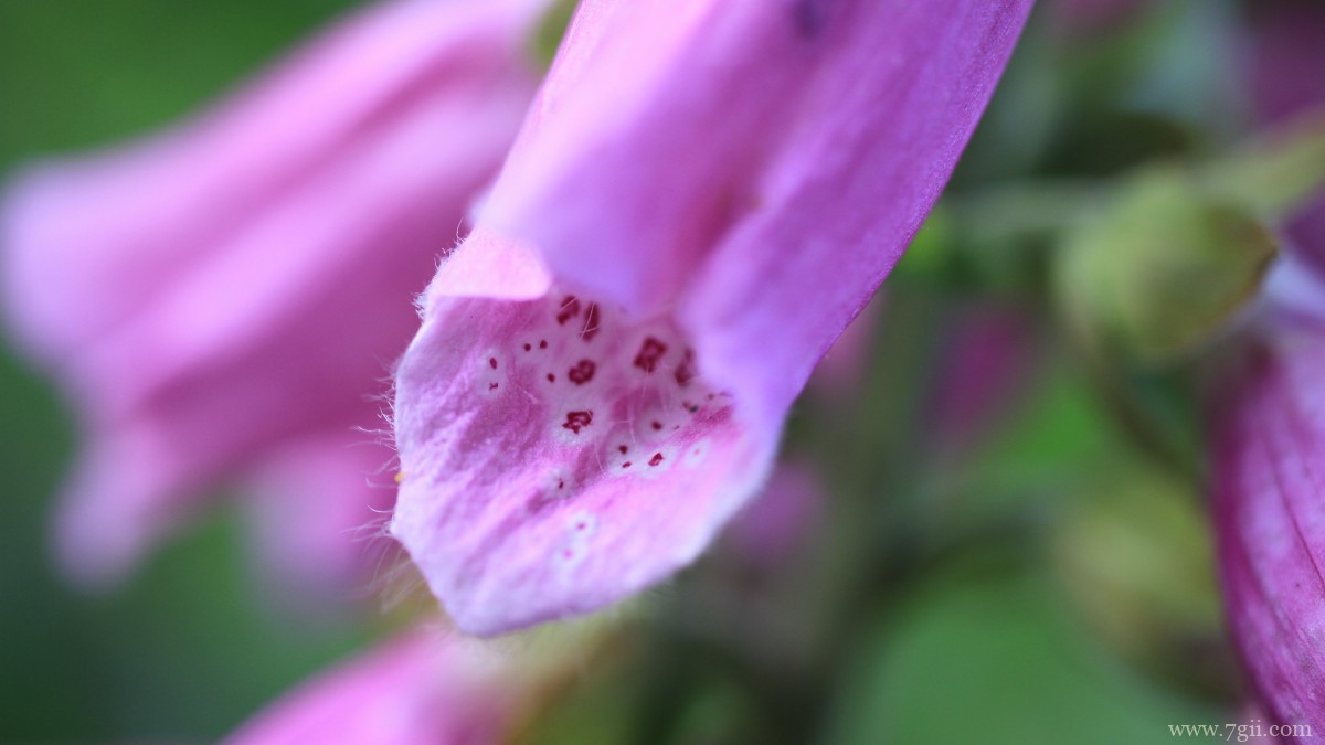 洋地黄图片大全