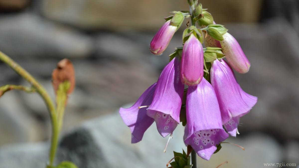 洋地黄图片大全
