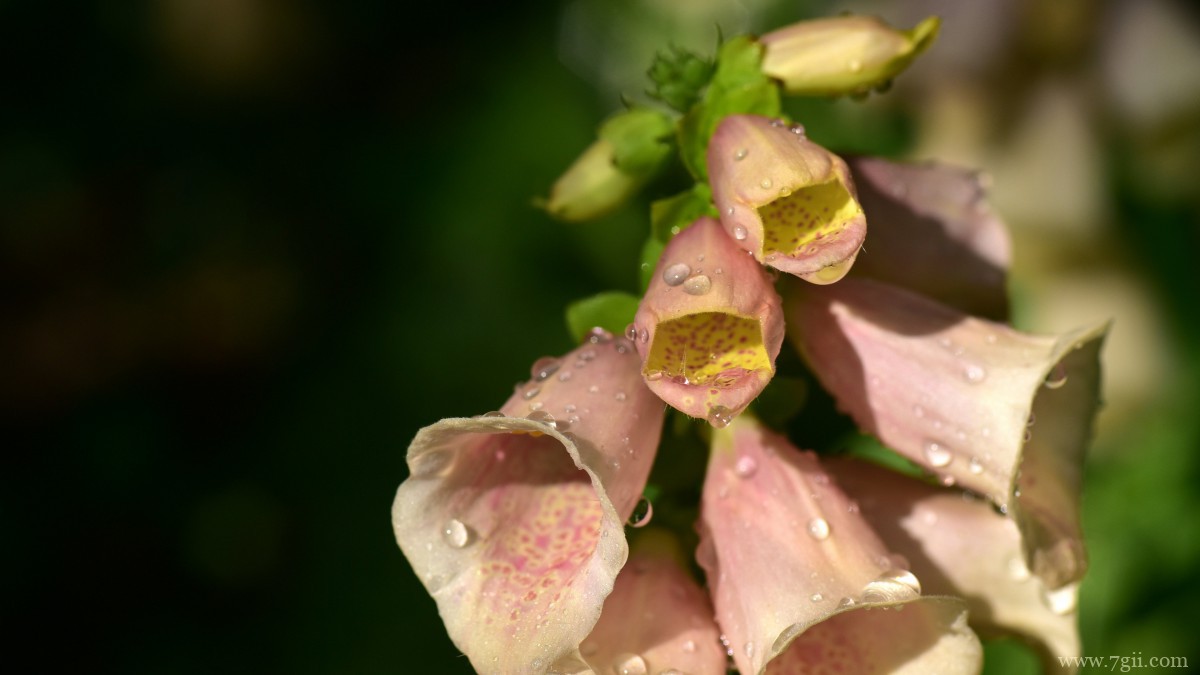 洋地黄图片大全