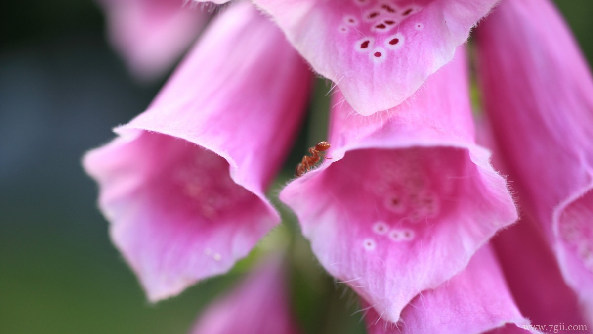 洋地黄图片大全
