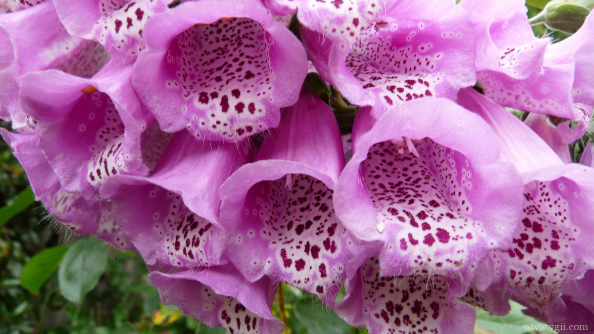 洋地黄图片大全