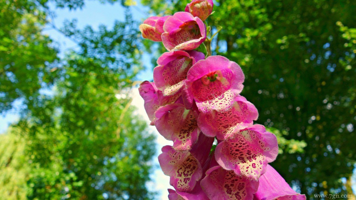 洋地黄图片大全