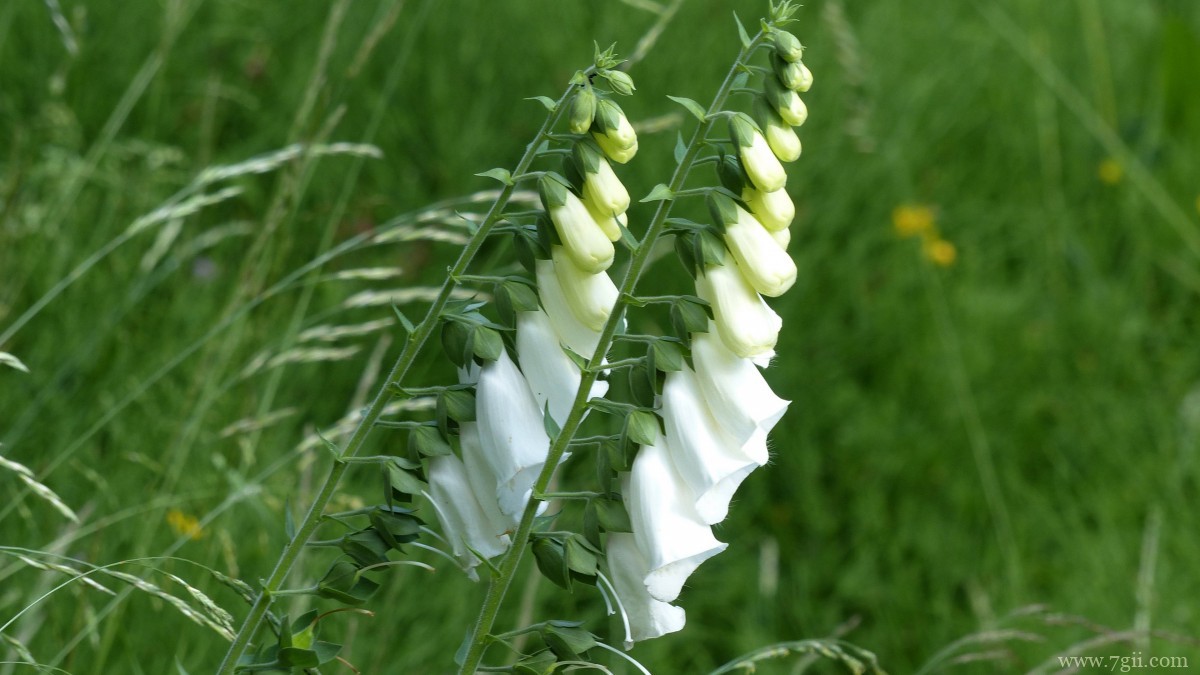 洋地黄图片大全
