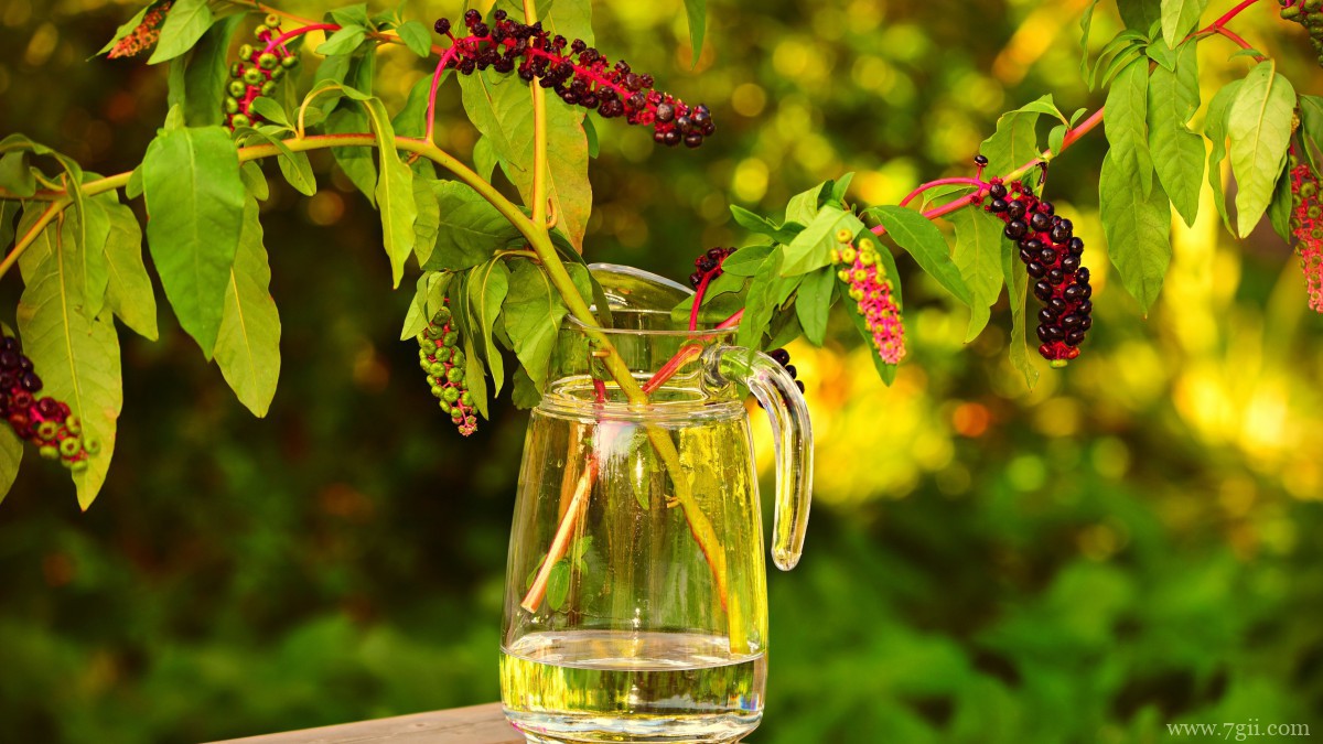商陆图片大图高清