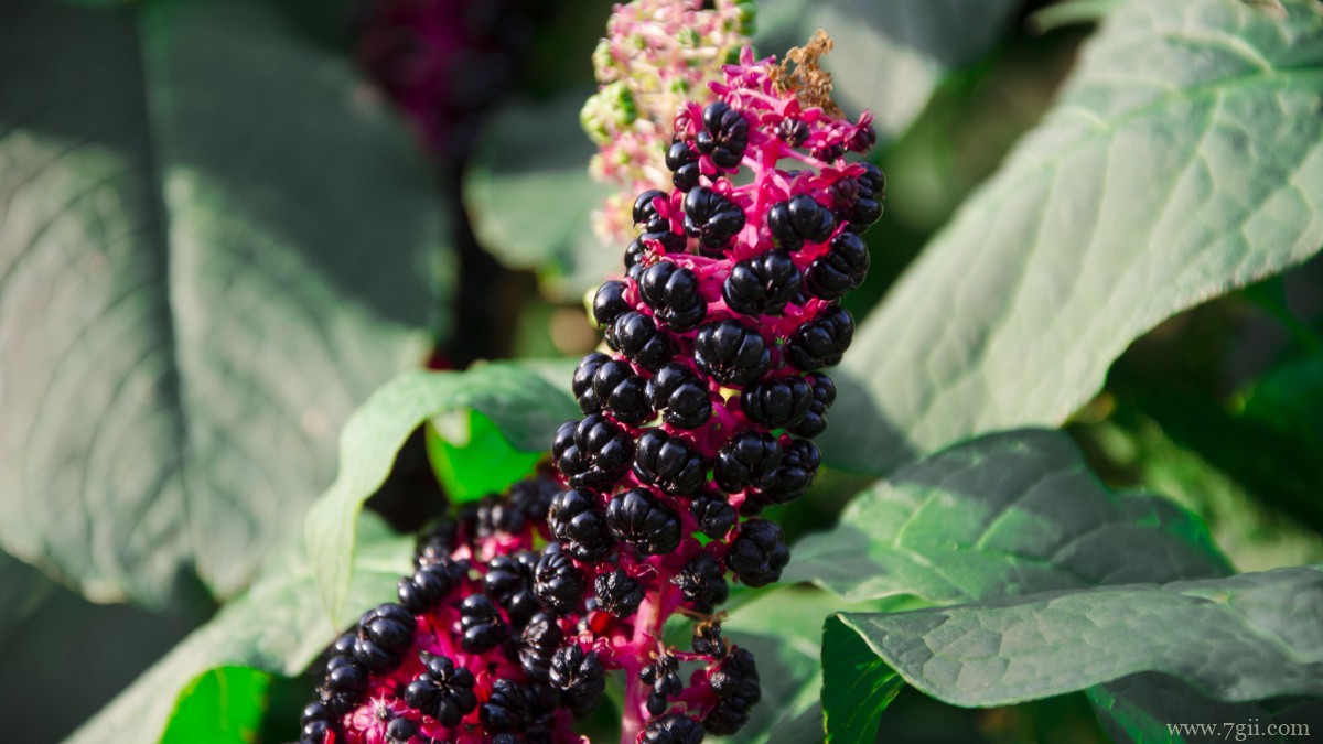 商陆图片大图高清