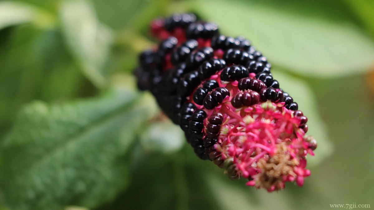 商陆图片大图高清