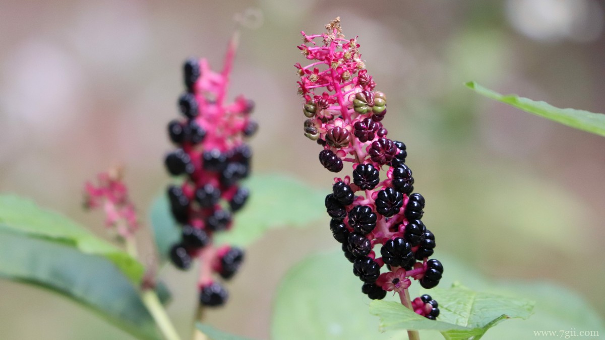 商陆图片大图高清