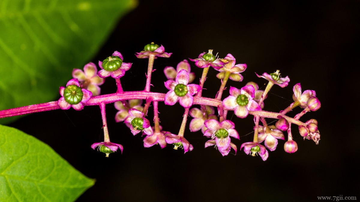 商陆图片大图高清