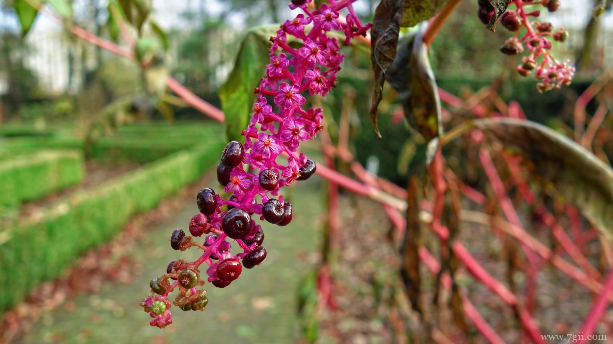 商陆图片大图高清