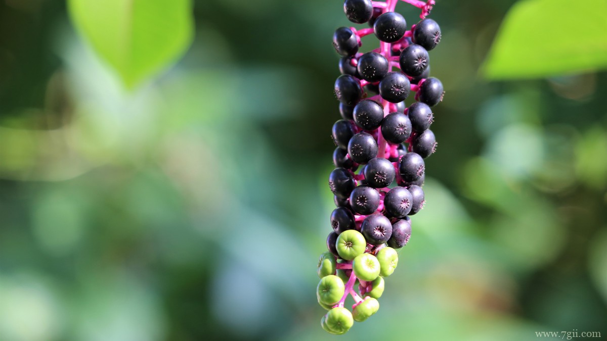 商陆图片大图高清