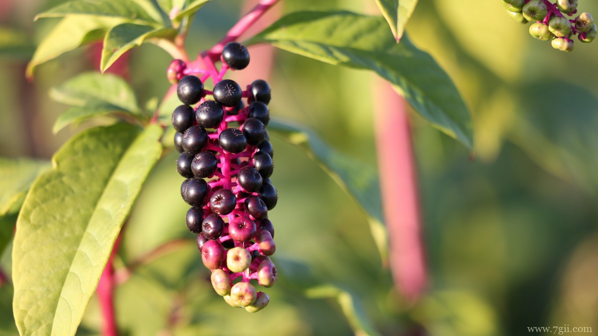 商陆图片大图高清
