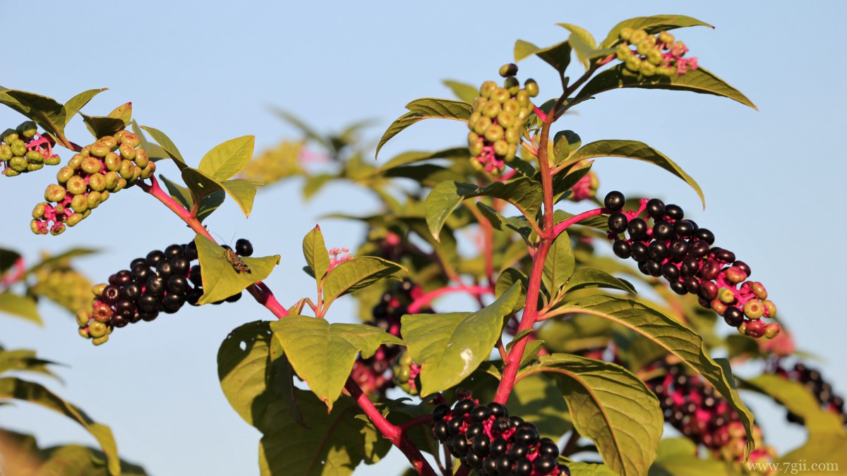 商陆图片大图高清