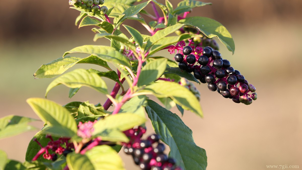商陆图片大图高清