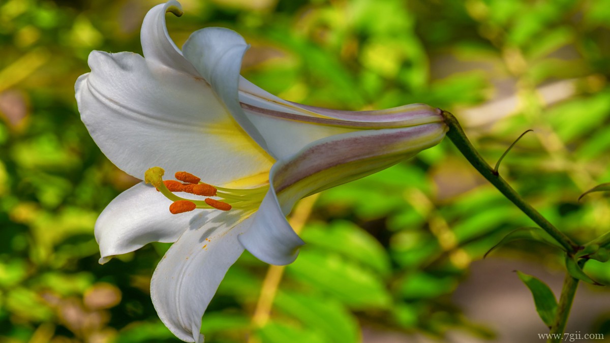 芬芳的百合花图片