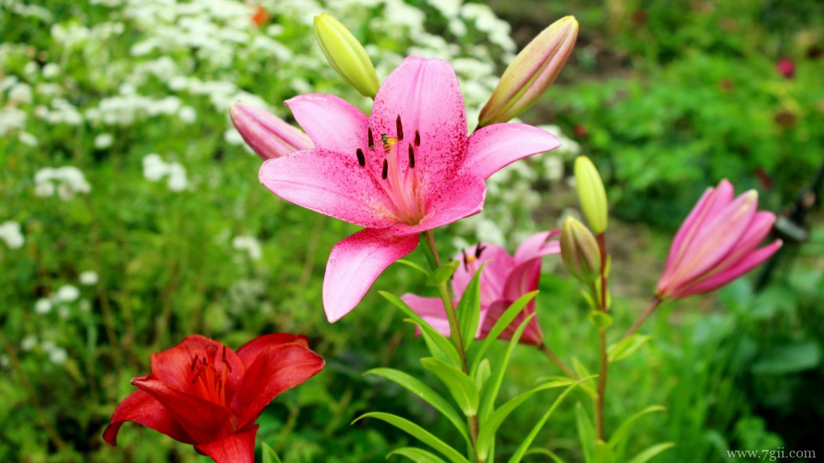 芬芳的百合花图片